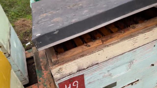 Последняя сублимация и разница между отводками и семьями… смотреть онлайн