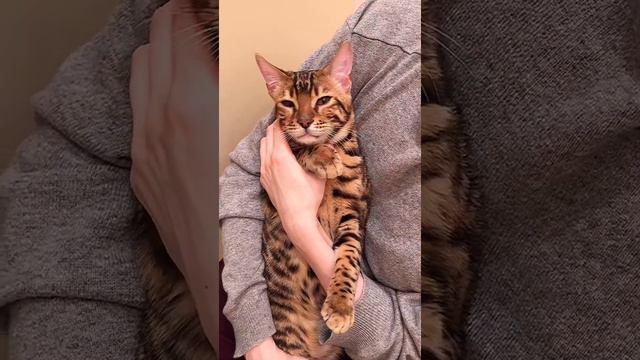 БЕНГАЛЬСКИЙ КОТ 🐱 Bengal Yakov Hates Cuddles 🙈