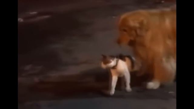 golden retriever keeps cat friend from getting into a fight смотреть онлайн