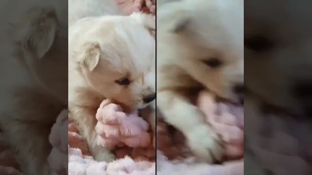 Щенок якутской лайки смотреть онлайн