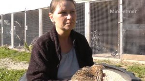 Советы перепеловодам. На что обратить внимание ? Как завести перепелок. Содержание и уход.