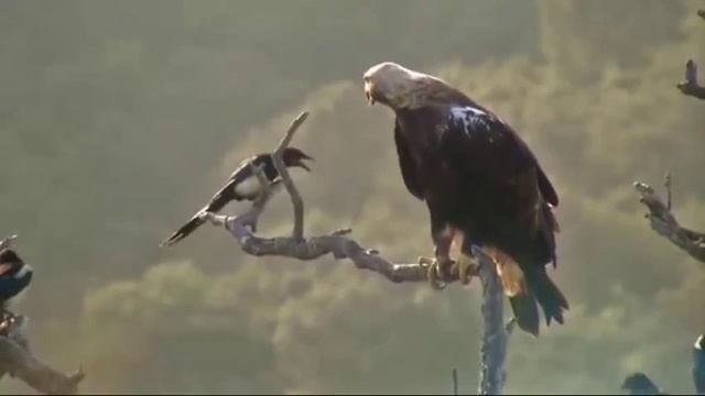 Дикая природа Средиземноморья. Последний средиземноморский лес смотреть онлайн