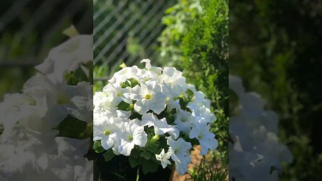 Наш дачный сезон 2021