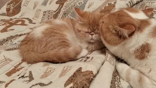 экзот смотреть онлайн