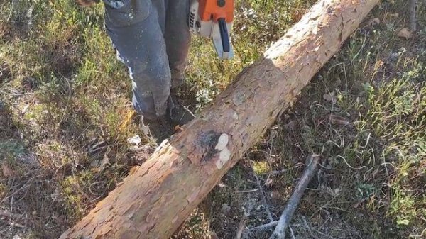 Валка дерева Новая лесосека на 30 куб пилим бензопилой Stihl MS 361 #Stihl #les #lesorub