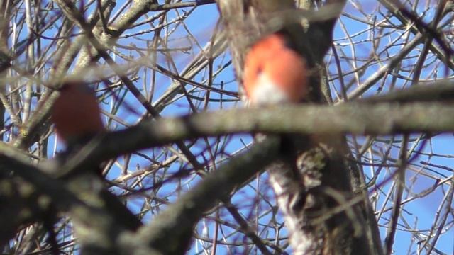 Красногрудые снегири смотреть онлайн