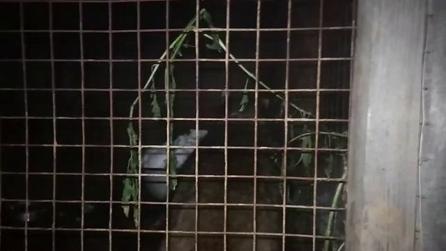 Енот. Бабушка-старушка, ушки на макушке. Люсичка. смотреть онлайн