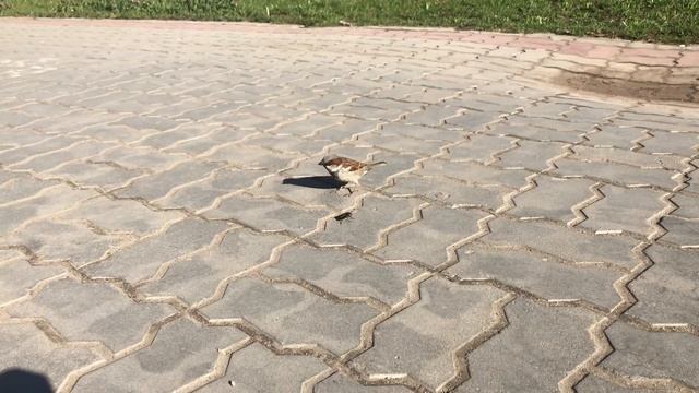 Воробей клюёт жука смотреть онлайн