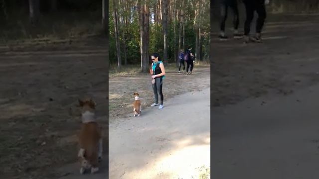 Басенджи и хаски команда ко мне 1 смотреть онлайн