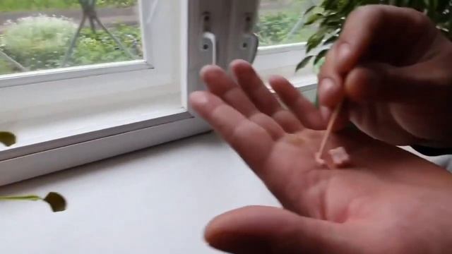 ВЕНЕРИНА МУХОЛОВКА ЕСТ КОЛБАСУ смотреть онлайн