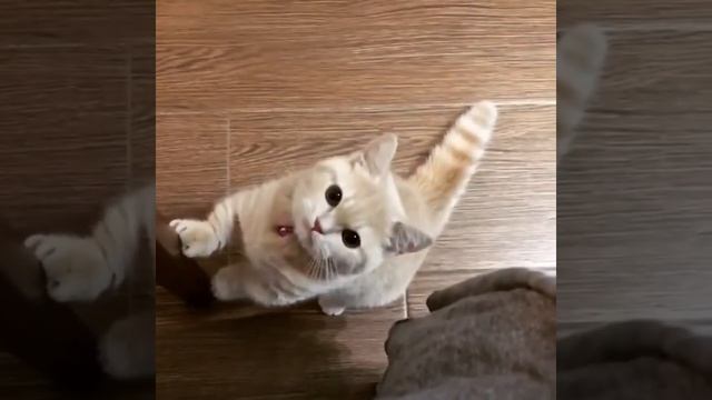 Милые котики и очаровательные котята | Подборка приколов про котов смотреть онлайн