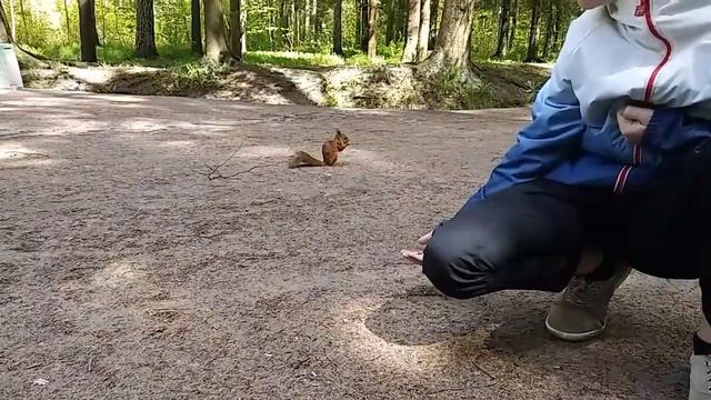 Павловск, белочки смотреть онлайн