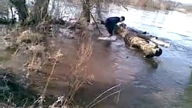 Катание на бревне в ледяной воде смотреть онлайн