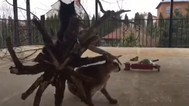 Каракал Рикси лентяй смотреть онлайн