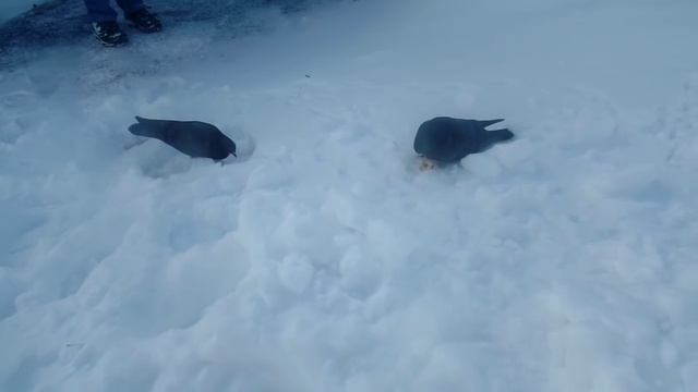 VLOG: Засыпанные снегом гаражи, кормление голубей, прогулка по свежему снегу и наши дороги) смотреть онлайн