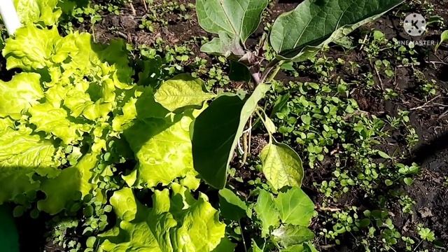 Секретики выращивания баклажанов и не только... смотреть онлайн