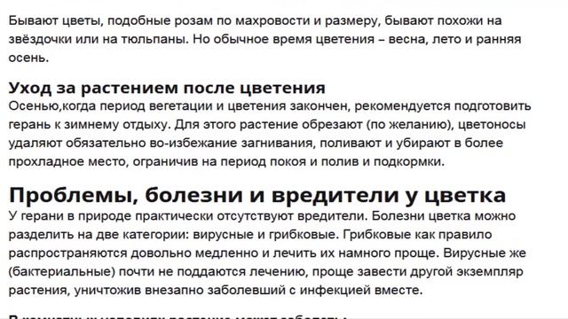 Выращивание и уход за геранью в домашних условиях  КУПИТЬ СЕМЕНА ССЫЛКА ПОД ВИДЕО