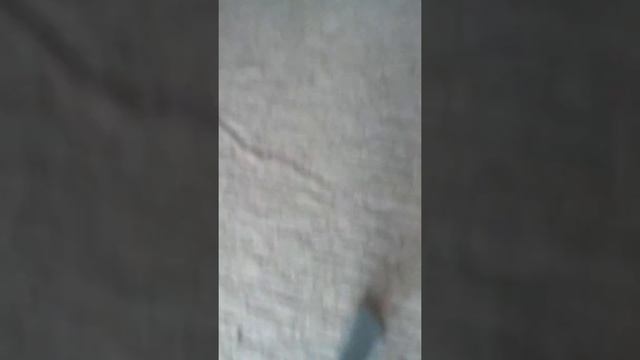 История тикки тоби