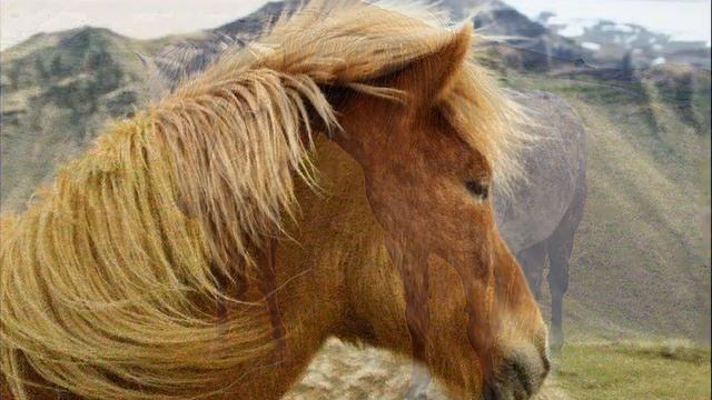 ?Породы лошадей! Исландская лошадь! (аборигенная верхово - упряжная лошадь) смотреть онлайн
