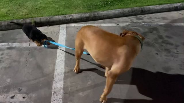 Rottweiler puppy taking Pitbull bandog for a walk смотреть онлайн