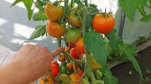 Скороспелый, супер урожайный томат ЛЕОПОЛЬД F1, радует меня всегда!!!