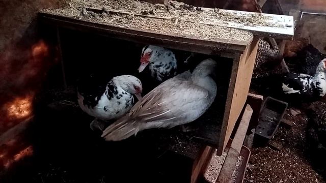 Утки и куры делят гнезда ????