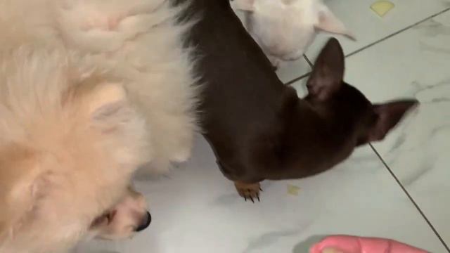 Все полакомились яблочком. смотреть онлайн