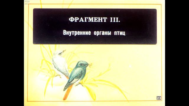 Диафильм Класс птицы. Строение, размножение и развитие /по биологии для 8 класса/ смотреть онлайн