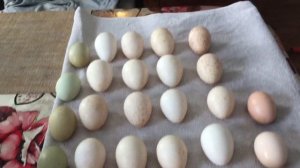 все про инкубацию индюшиных яиц