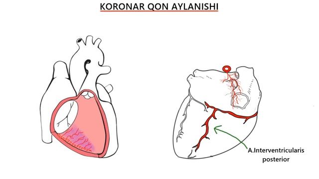 YURAKNI QON BILAN TA`MINLANISHI | KORONAR QON AYLANISHI смотреть онлайн