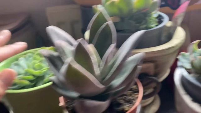 Patch Plants & Perfect Plants Unboxing/Haul - Problem Order смотреть онлайн