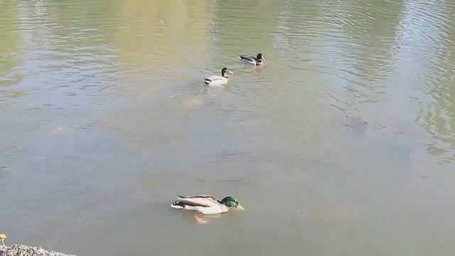 Парки Бадена. Много цветов и живности. Мы ее нашли.... смотреть онлайн