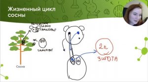 ЖИЗНЕННЫЕ ЦИКЛЫ СЕМЕННЫХ РАСТЕНИЙ | ЕГЭ Биология | Лина Клевер