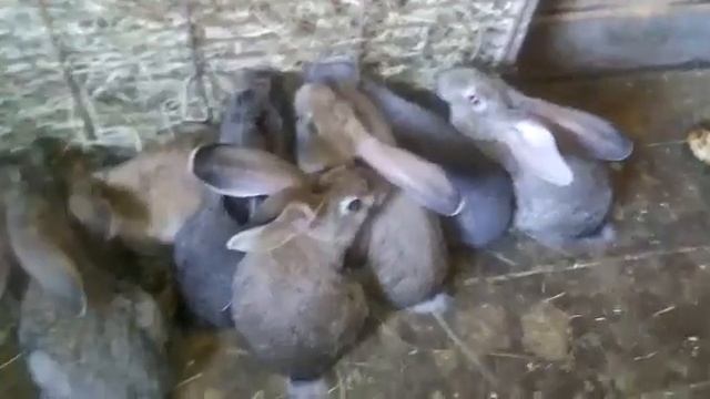 Кормушка с сеном для кроликов. смотреть онлайн