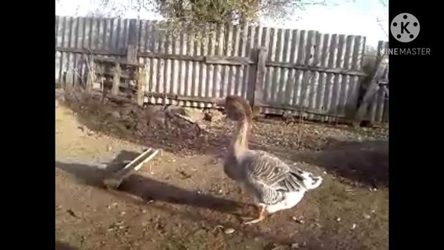 Холмогор балапандары.Холмогорские гусята возрост 4-6 мес смотреть онлайн