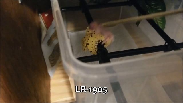 Green Tree Python - Feeding Baby Snakes - Neos смотреть онлайн