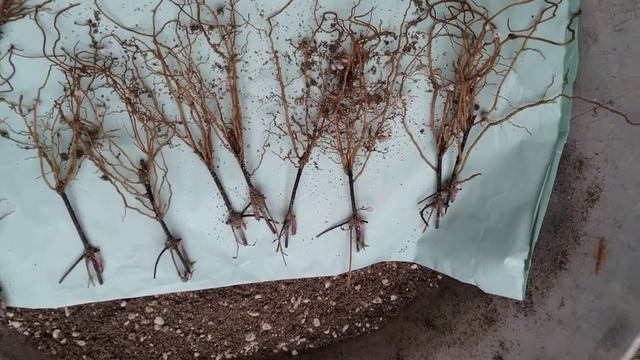 хегли хайбрид рассадка 27 02 22г смотреть онлайн