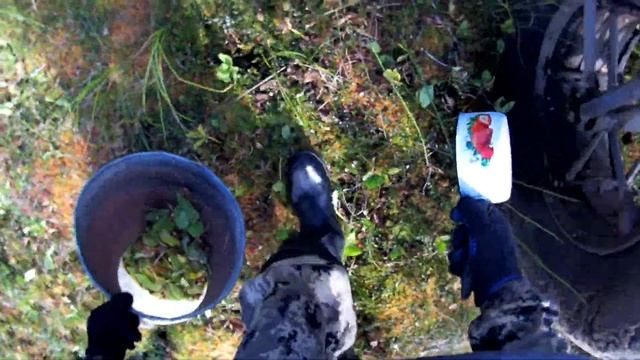 Сбор клюквы ,все кочки в ягоде. смотреть онлайн