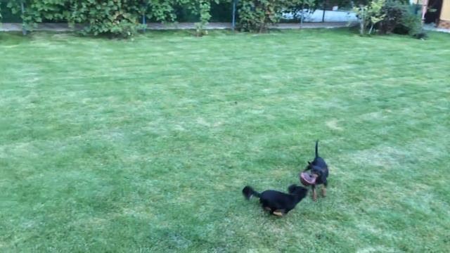 Пражские крысарики питомника "Инстерханни" на прогулке смотреть онлайн