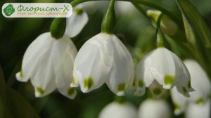 Цветок ландыш – посадка и уход; выращивание в саду; ландыш после цветения