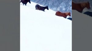 Къасбот Тамбиев