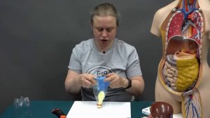 Макеты и модели. Модель Дондерса