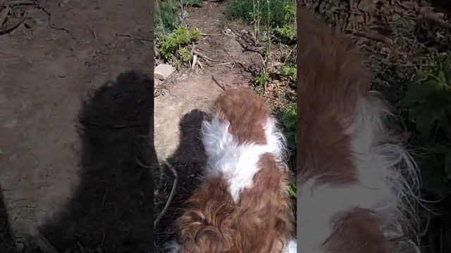 Русская псовая борзая. Наш красотун кобель Айвенго из Батыра смотреть онлайн