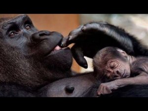 САМЫЕ ЗАБОТЛИВЫЕ ПАПАШИ среди животных. 10 лучших животных - отцов!