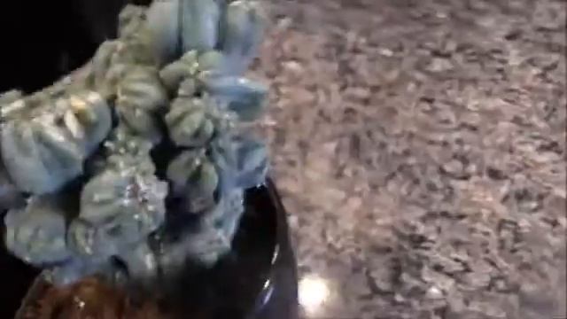 CEREUS FORBESSI MONSTROSE смотреть онлайн