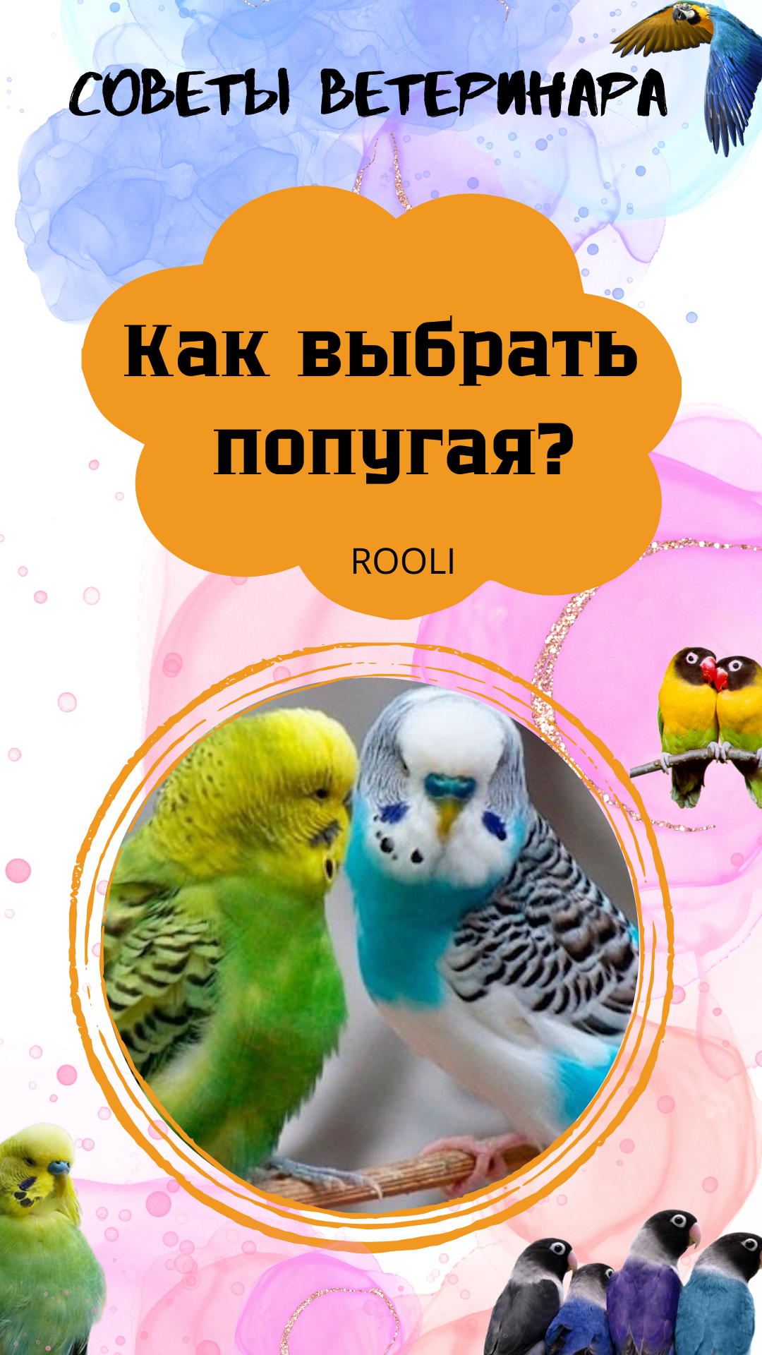 Выбор попугая для дома. Вот советы, которые помогут вам сделать правильный выбор. смотреть онлайн