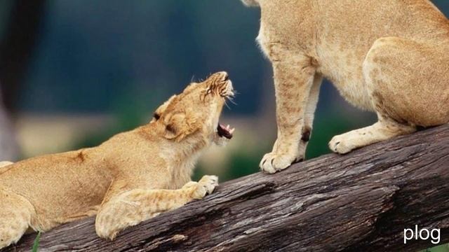 неживая природа смотреть онлайн