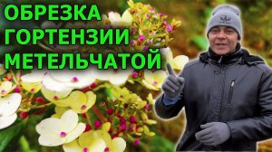 Как обрезать гортензию метельчатую осенью. Обрезка метельчатой гортензии осенью