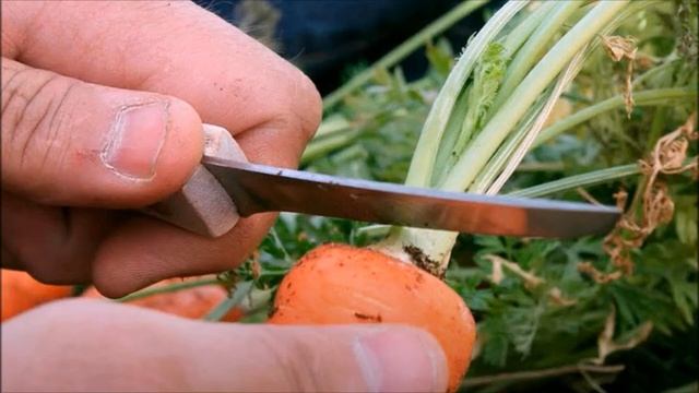 МОРКОВЬ ПО ОСЕНИ ТЕПЕРЬ УБИРАЮ И ХРАНЮ ТОЛЬКО ТАК смотреть онлайн