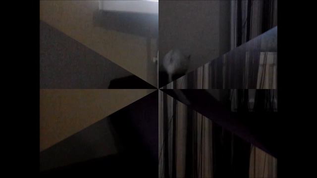 Как прыгают крысы (замедленная сьемка)